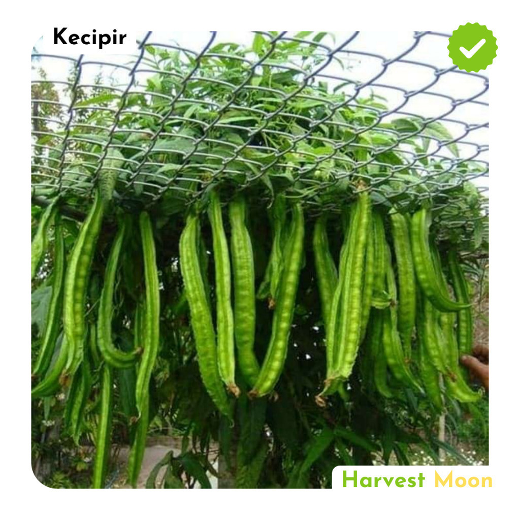 Jual T Benih Bibit Biji Sayur Kecipir Hijau Green Winged Bean