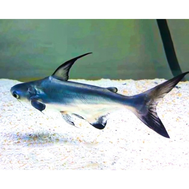 Jual Hiu Air Tawar / Genghis Khan Genghiskhan / Ikan Hias Predator ...