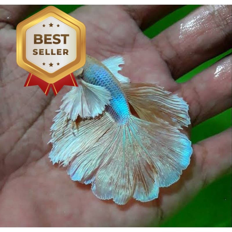 Jual BIG E4R UKURAN L | Shopee Indonesia