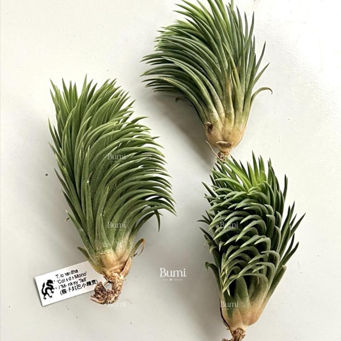 Tillandsia Ionantha Monkey Tail 速達発送 tillandsia ionantha monkey tail 速達発送