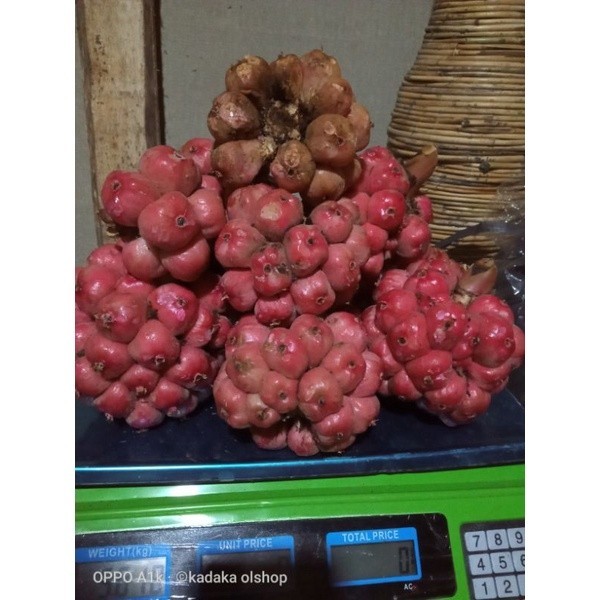 Jual COD 1 kg buah honje segar/asam cekala/asam patikala/buah ...