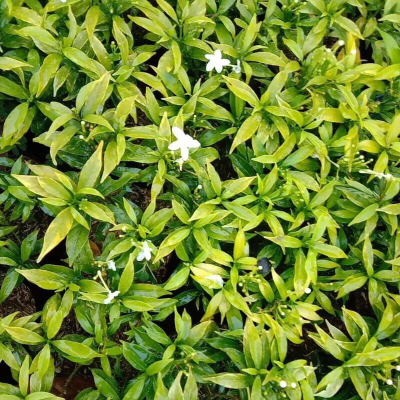 Jual Tanaman Hias Rombusha Mini Kuning Imut - Rombusa Mini Daun Kuning ...