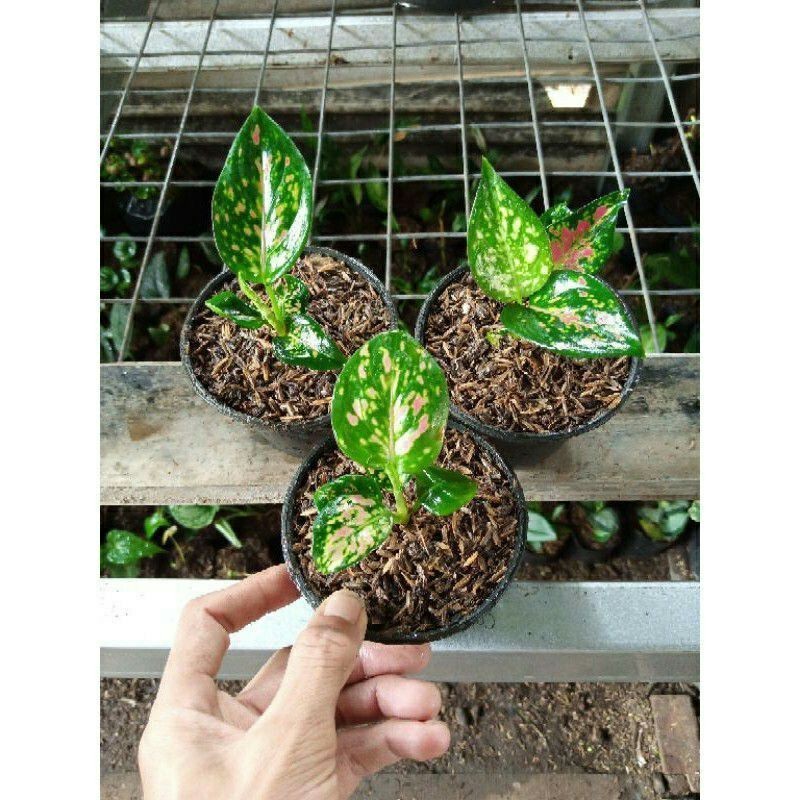 Jual ( GRATIS ONGKIR ) ANAKAN TANAMAN HIAS AGLONEMA TRI COLOR/BABY ...