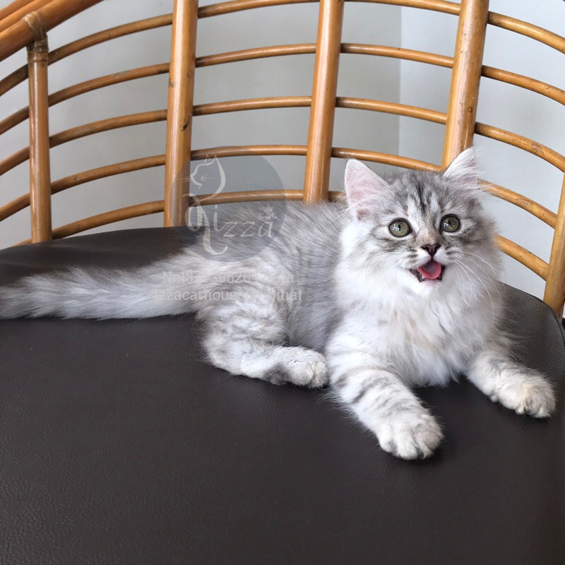 Jual makanan kucing Mainecoon silver | Shopee Indonesia