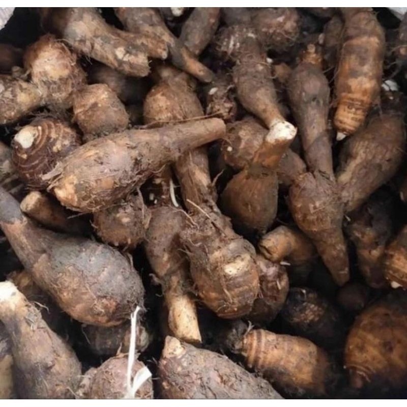 Jual Talas Kimpul | Umbi Talas | Talas Mentah | Talas Mentah Bahan ...