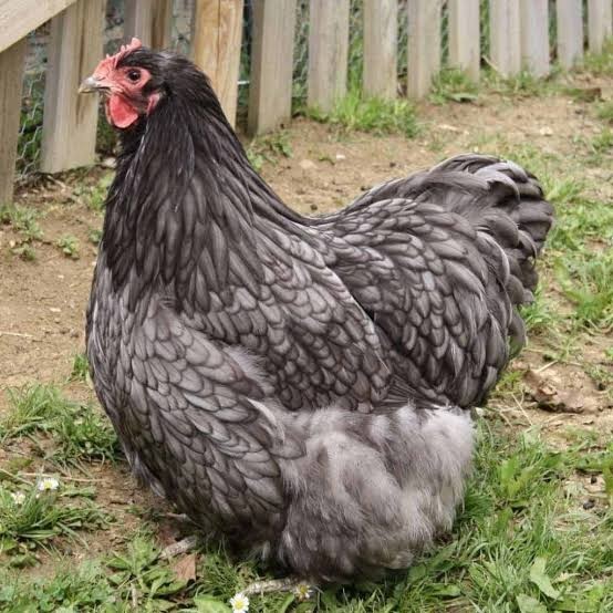 Jual Telur ayam bantam chocin / telur ayam hias / telur fertil siap cod ...