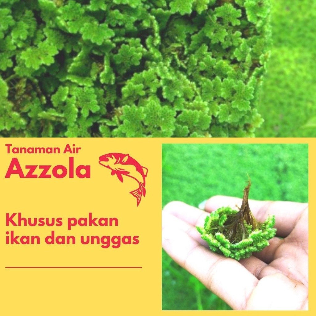 Jual Bibit Azolla Azola Pinnata Pakan Ikan dan Unggas 1kg terbaru ...