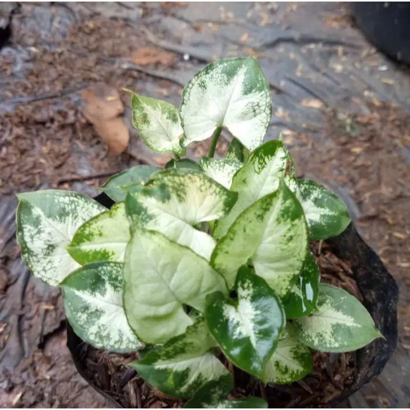 Jual Bibit tanaman hias caladium mini/ keladi mini cantik/keladi ...