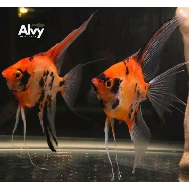Jual COD hiyasan akuarium Manfish Red Devil Veiltail / Slayer PAIR ...