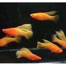 Jual Platy Sunrise High fin Sanke Santa Claus - ETALASE ( Team Kutu ...