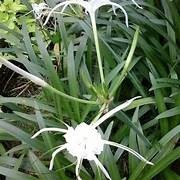 Jual bakung lili (Crinum Asiaticum L)-bakung lele gepeng-tanaman ...