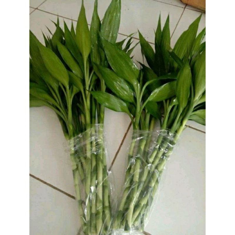 Jual bisa COD Bambu Hoki Sri rejeki perbatang Tanaman Hias . | Shopee ...