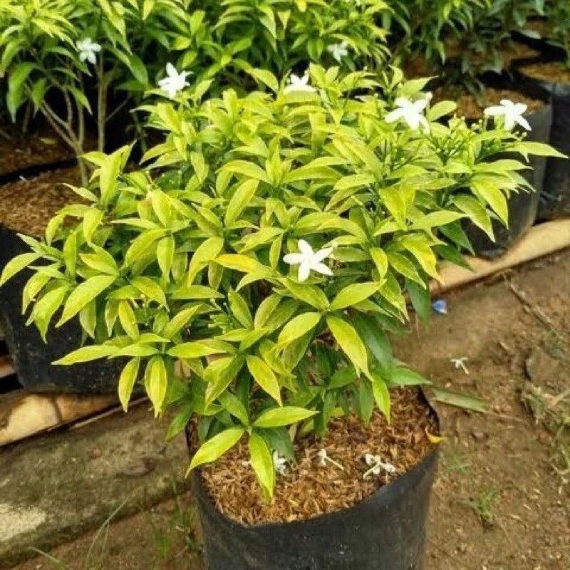 Jual Tanaman Hias Rombusha Mini Kuning Imut - Rombusa Mini Daun Kuning ...