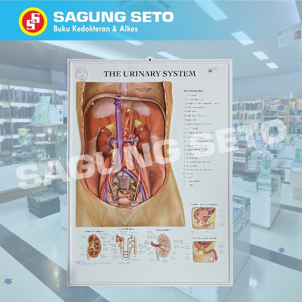 Jual POSTER THE URINARY SYSTEM 3D BS107RR-M / POSTER SISTEM SALURAN ...