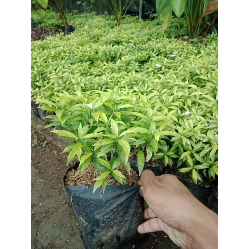 Jual Tanaman Hias Rombusha Mini Kuning Imut - Rombusa Mini Daun Kuning ...