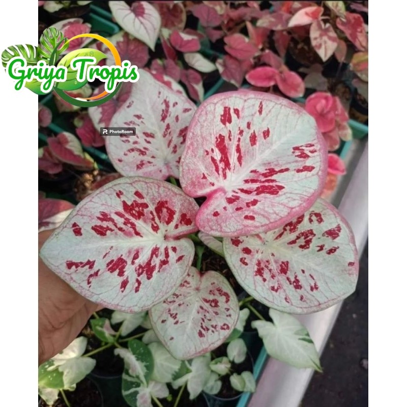 Jual Tanaman CALADIUM OME WORLD - Tanaman Hias Keladi Ome World Cantik ...