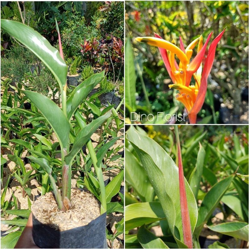 Jual Bunga Heliconia Tanaman Hias Bunga Pisang Pisangan Heliconia