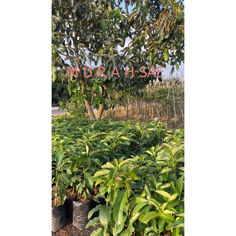Jual KEBUN BIBIT KEDIRI BIBIT ALPUKAT 1 meter (DESA WISATA JAMBU KEDIRI