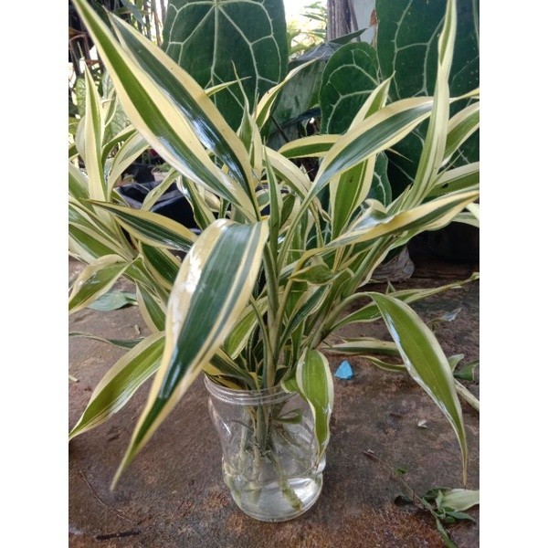 Jual bisa COD BAMBU HOKI VARIGATA COLOR GOLD (WARNA KE EMASAN)SUDAH ...