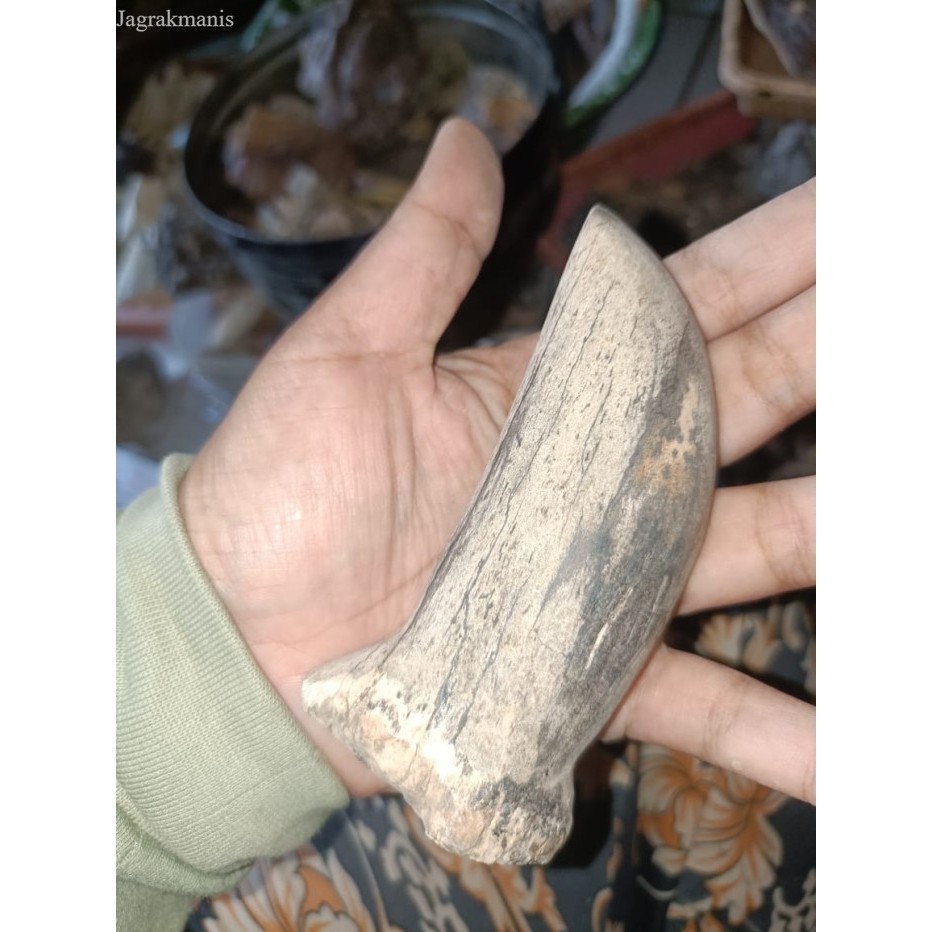 Jual cula b4dak anakan ori dari way kambas bk Keris sengkelat majapahit ...