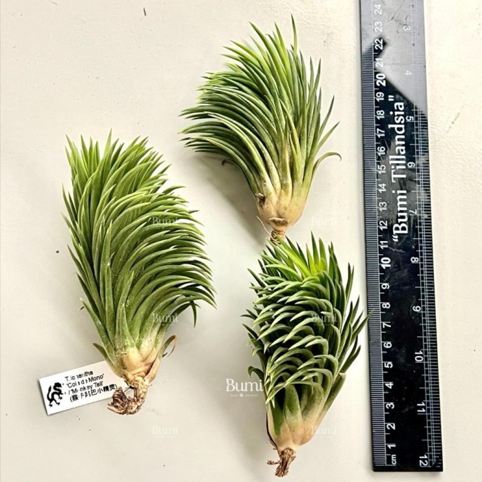 Tillandsia Ionantha Monkey Tail 速達発送 - メルカリ