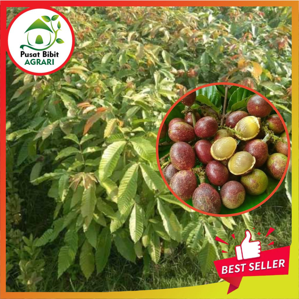 Bibit Matoa Asli Tanaman Buah Super Genjah Unggul Bisa Tabulampot Pusat Bibit Agrari
