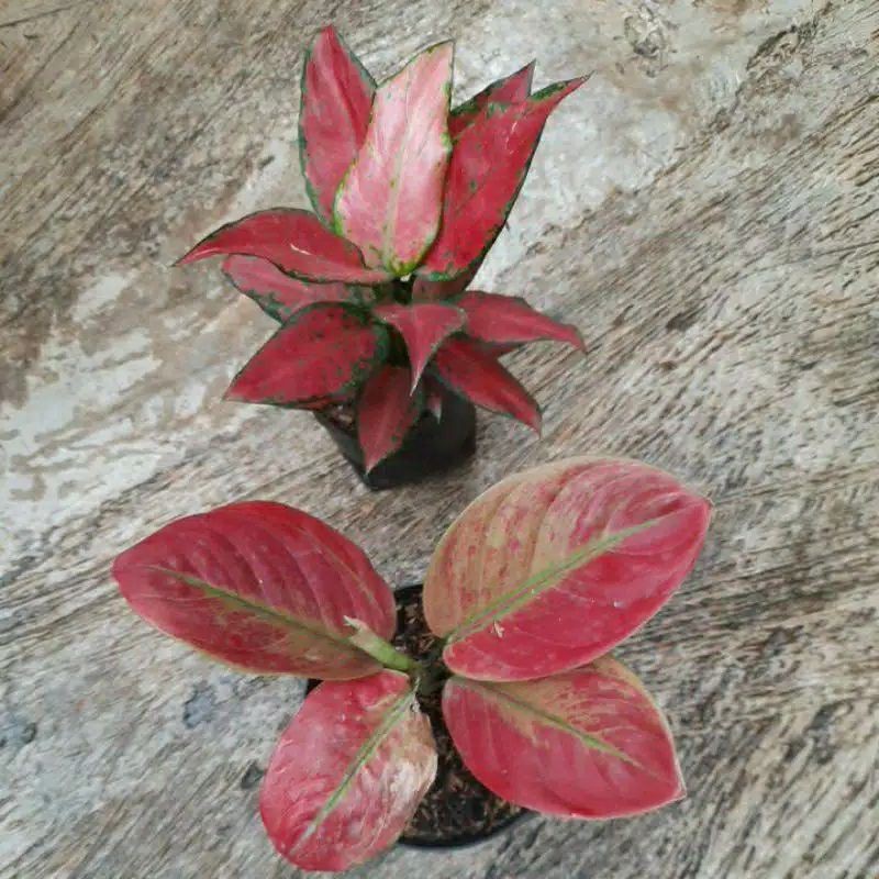 Jual ( GRATIS ONGKIR ) tanaman hidup bunga hidup PAKET AGLONEMA ...