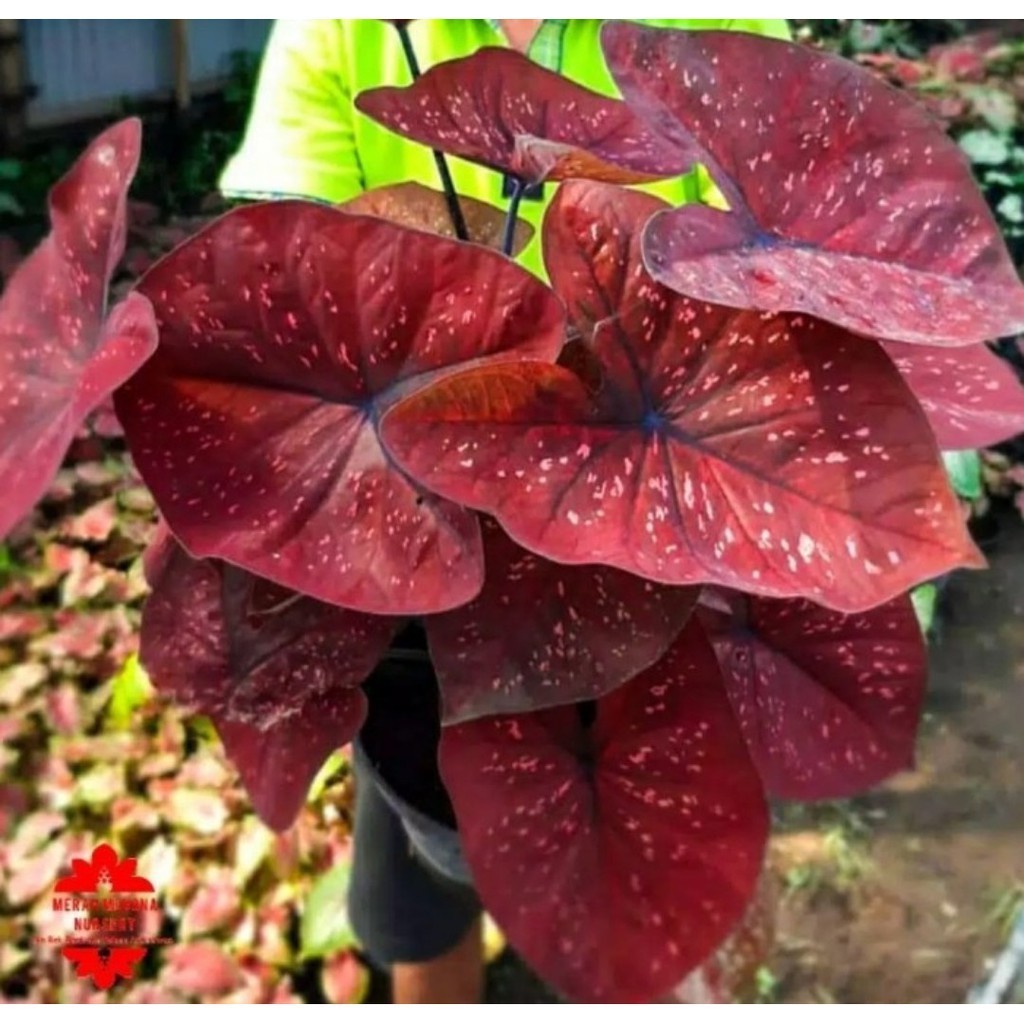 Jual Umbi Caladium deep of heart - keladi hias merah | Shopee Indonesia