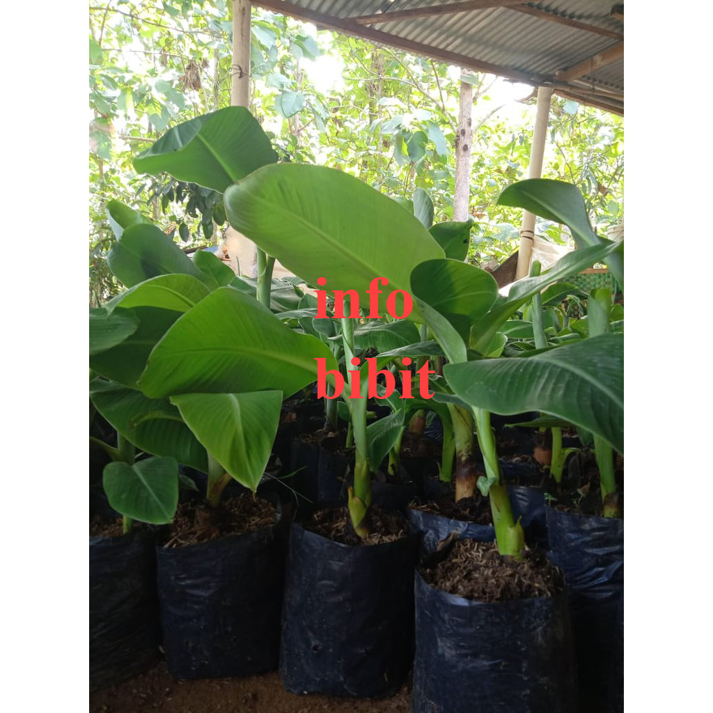 Jual Asli Bibit Tanaman Pisang Raja Bulu kuning - raja temen- raja ...