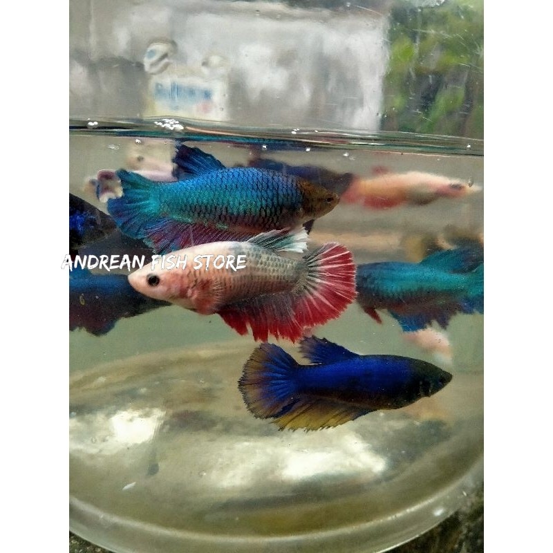 Jual Live betta cupang betina pilihan plakat-serit/crowntail-halfmoon ...