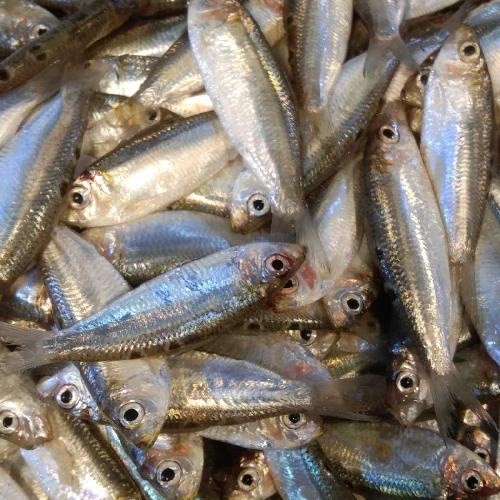 Jual Ikan Tamban Segar 500gr - BEST Fresh food | Shopee Indonesia