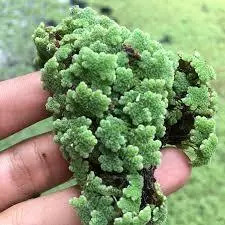 Jual produk terlaris Azolla microphylla / azola / bibit azolla ...
