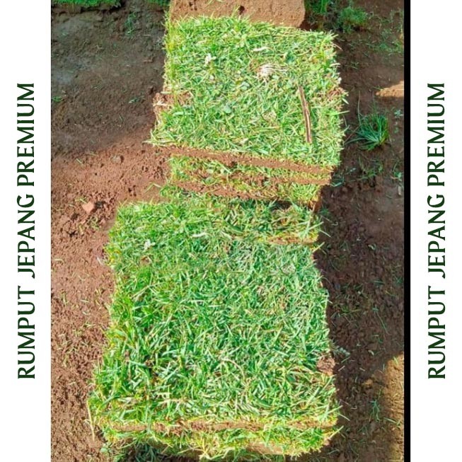 Jual Rumput Jepang / Beli 10 Gratis 1 Ukuran 10x10 cm - Zoysia Japonica ...
