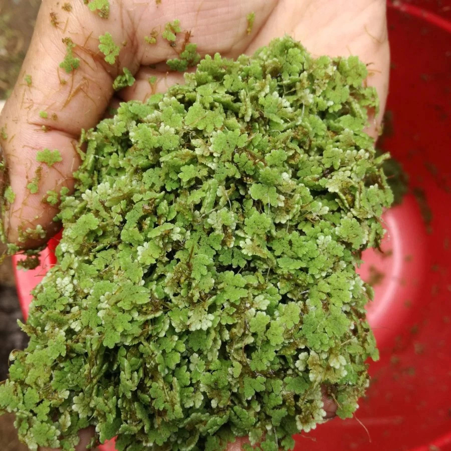 Jual produk terlaris Azolla microphylla / azola / bibit azolla ...