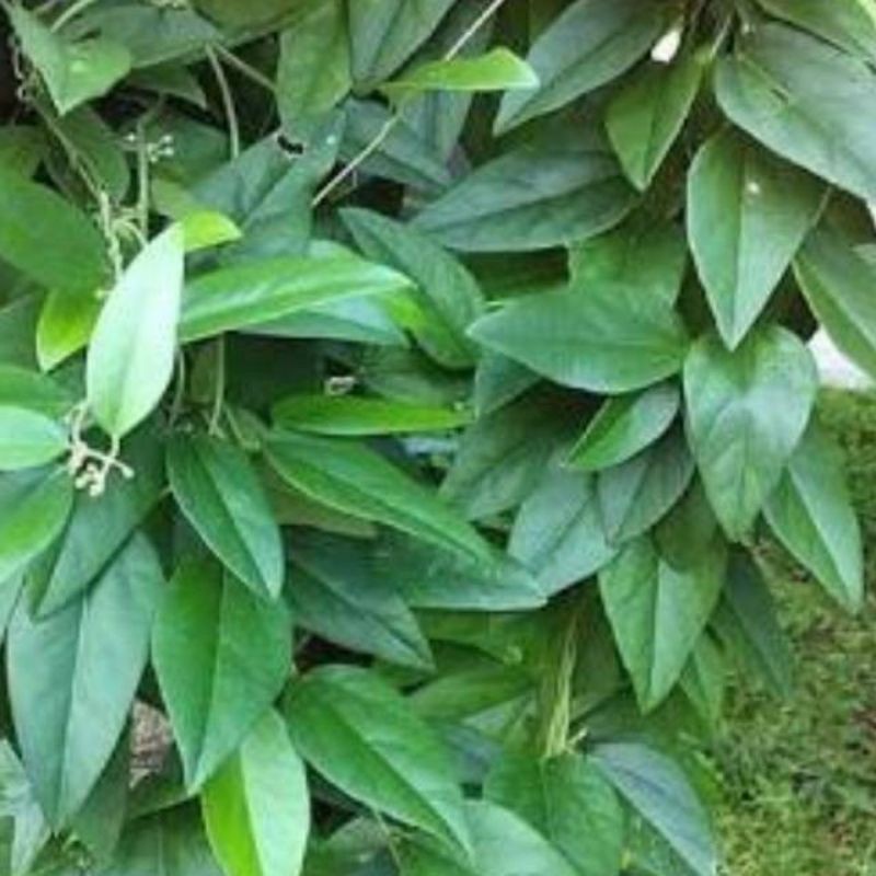 Jual Promo Daun Cincau Segar, Cincau Jelly, Cincau Rambat, Cincau Hijau ...
