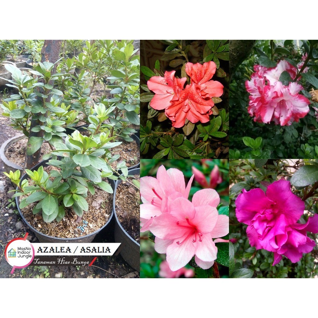 Jual Tanaman Hias Bunga Azalea - Bibit Tanaman Pohon Asalia - Bunga ...