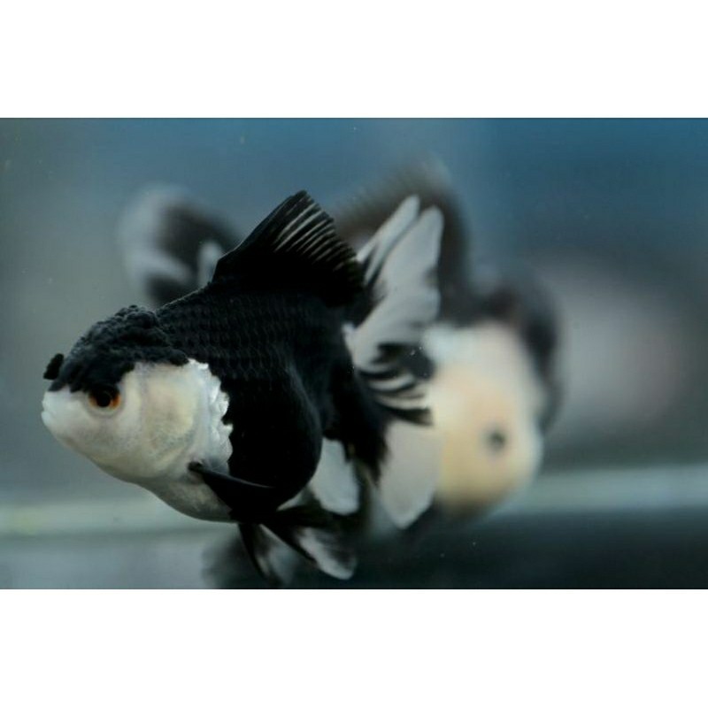 Jual tanaman hias ikan mas koky panda hias glow warna solid / ikan mas ...