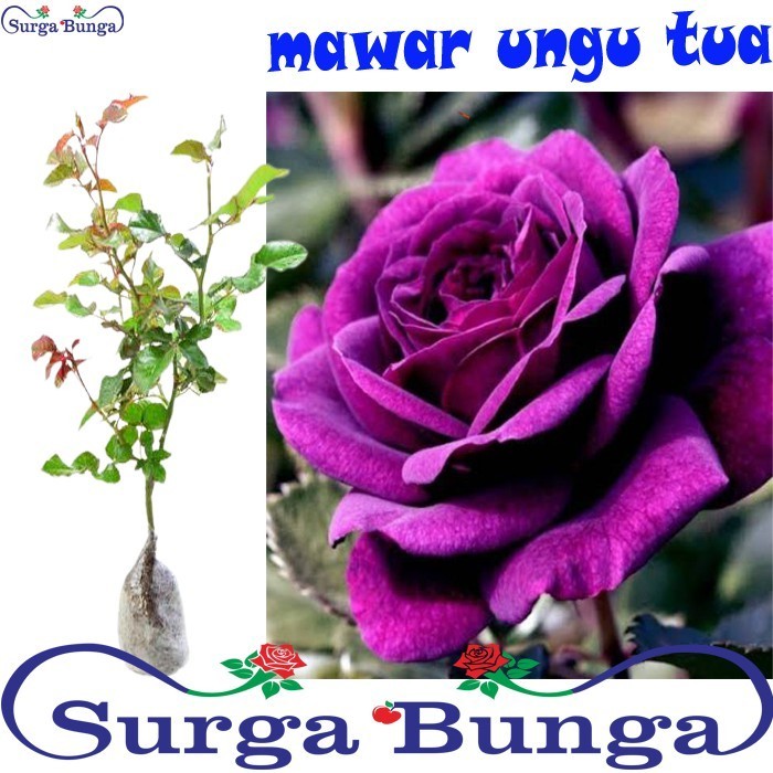 Jual mawar ungu (rosa sp) tanaman hias bunga mawar siap berbunga ...