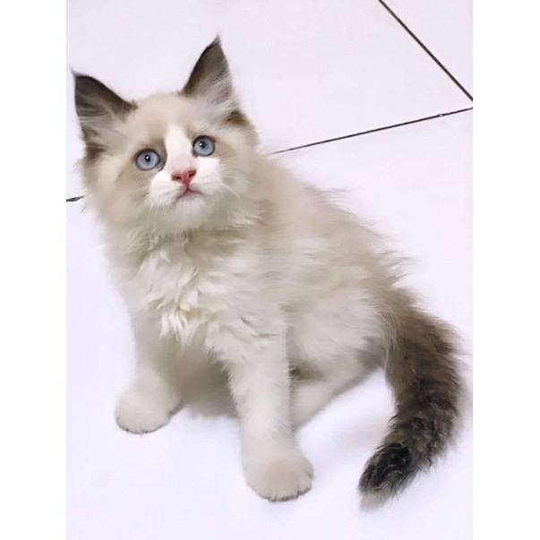 Jual KUCING HIMALAYA/MIDOL SUPER/RAGDOLL | Shopee Indonesia