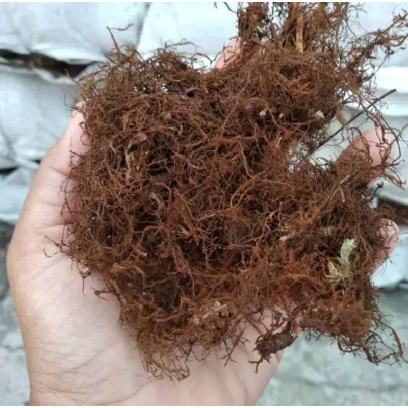 Media tanam mos hitam - akar kadaka 500gram
