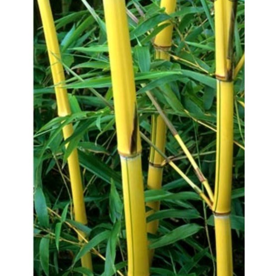 Jual Bibit bambu kuning siap tanam, pengusir setan. tanaman hias 40 cm ...
