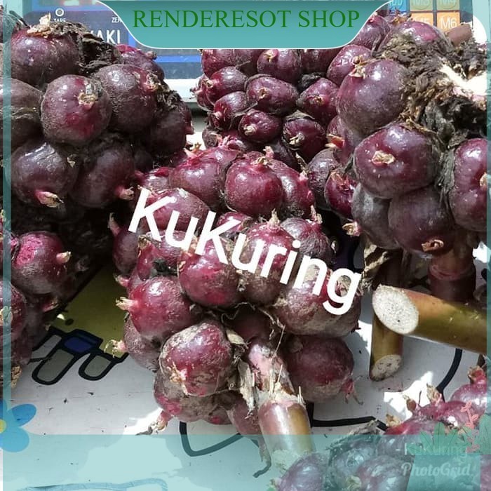 Jual terbaik Buah Honje Merah Per Biji di Petik Kecombrang Laka Asam ...