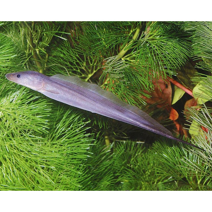 Jual Aba-Aba Knife Fish / Ikan Hias Air Tawar | Shopee Indonesia