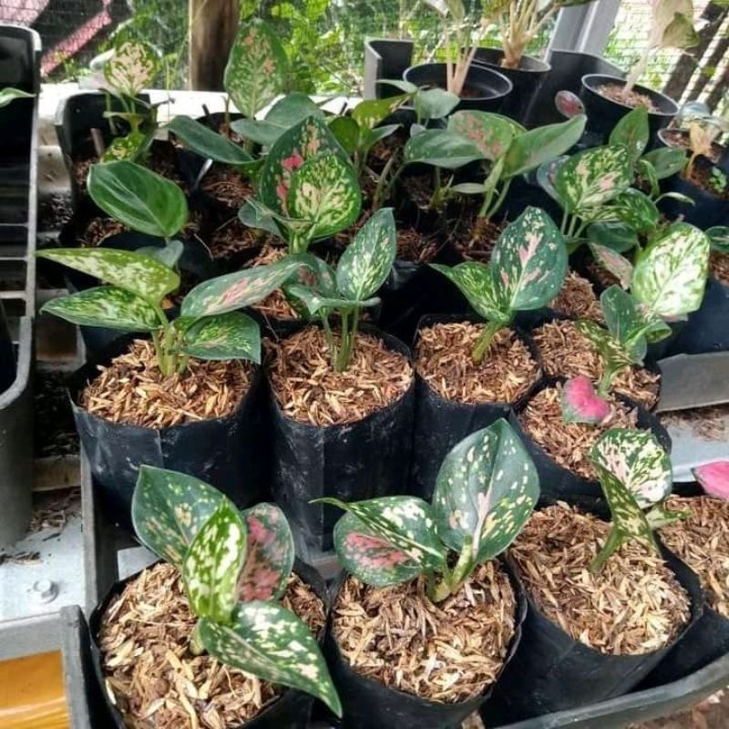 Jual ( GRATIS ONGKIR ) ANAKAN TANAMAN HIAS AGLONEMA TRI COLOR/BABY ...