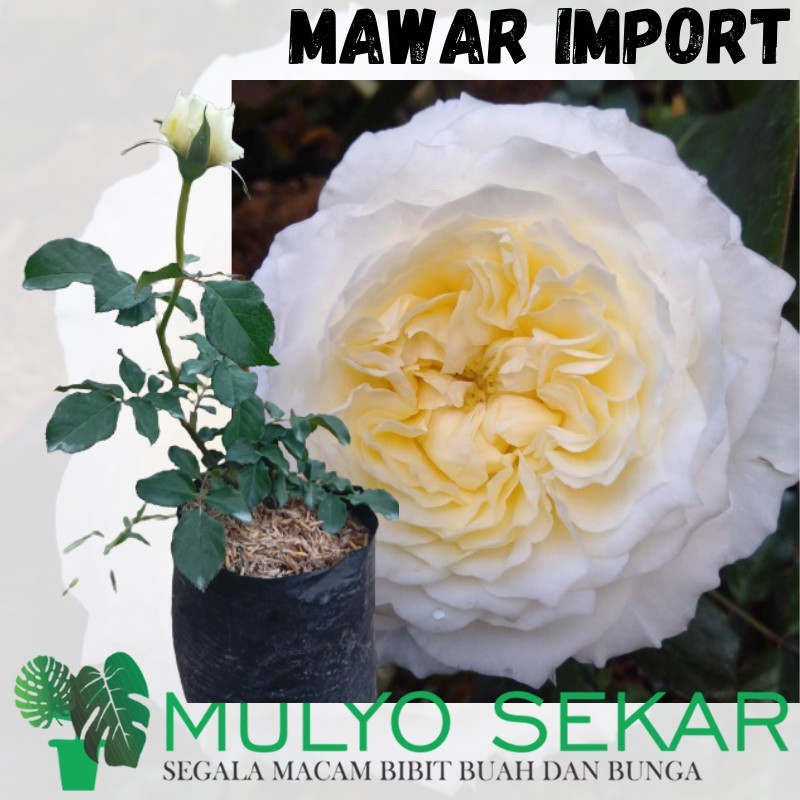 Jual tanaman hias bunga mawar import patience david austin putih wangi ...