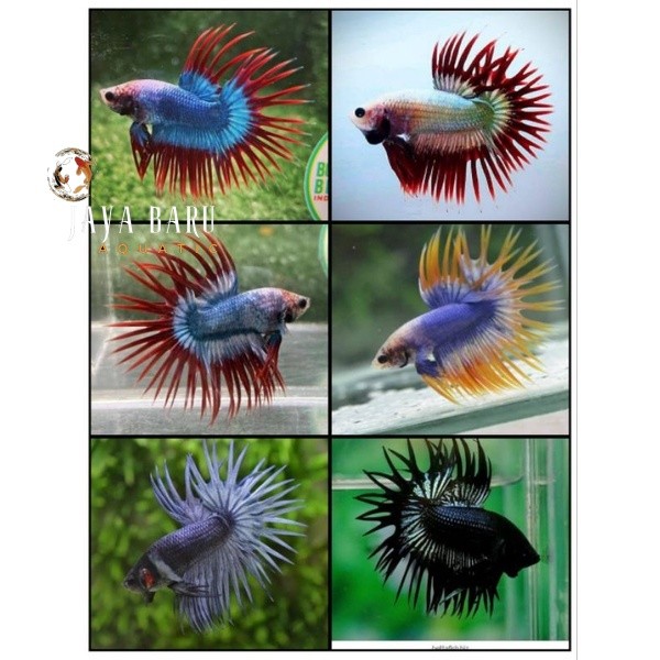 Jual Hiasan soliter PAKET GROSIR CUPANG SERIT CROWNTAIL ISI 30 BONUS 3 ...