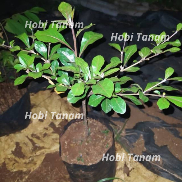 Jual PROMO KETAPANG KENCANA bibit ketapang kencana pohon ketapang