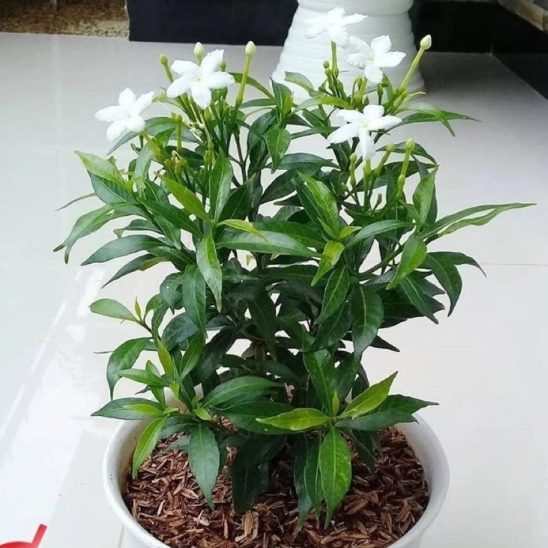 Jual Tanaman Hias Rombusha Mini Hijau Imut - Rombusa Mini Daun Hijau ...