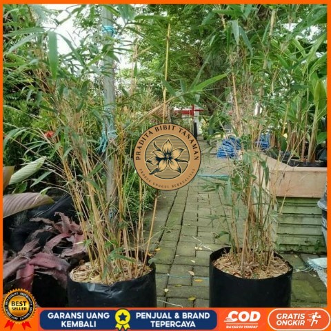 Jual PROMO 3 POHON BAMBU KUNING MINI RIMPUN/ BAMBU KUNING MURAH ...