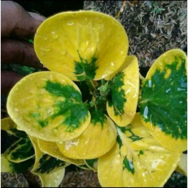 Jual Tanaman Puring telur Cantik segar | Shopee Indonesia